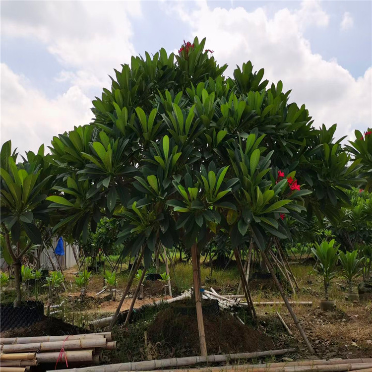 锦诚园林 大量供应 移植鸡蛋花 园林绿篱 根系发达 源头工厂